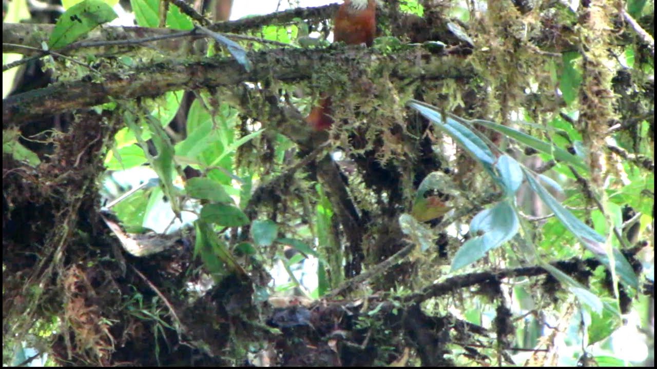 Choco - Endemics - Fulvous-dotted Treerunner- Margarornis stellatus