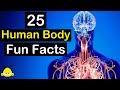 25 Human Body Fun Facts (Discover The Human Body Secrets) - Unknown Fun Facts