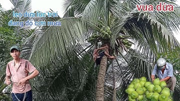 Vua Dừa Miền Tây// cây dừa ta trái quá sai vua dừa leo trèo lúc trời đang đổ mưa