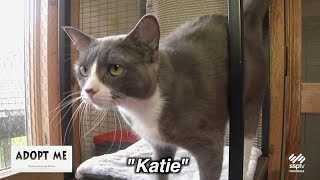 Hazleton Animal Shelter's Adopt Me August 4, 2025