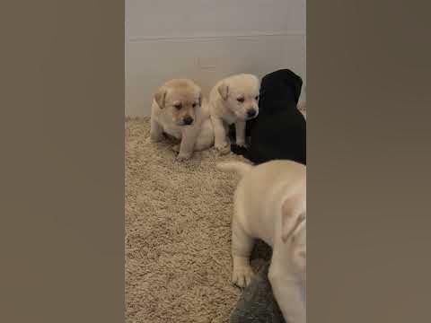 4 week old labrador Puppies 🐶 #puppies #labrador #puppy #puppylove
