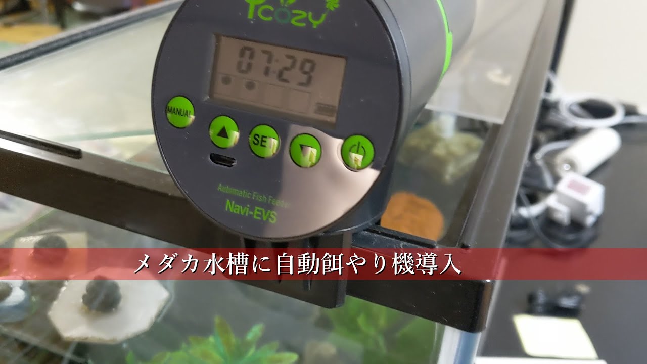 これで餌忘れ問題解消です【自動餌やり機】自動給餌器 - YouTube