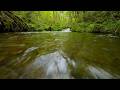 A Peaceful Forest Creek and Gentle Babbles of Water | ASMR Soundscape