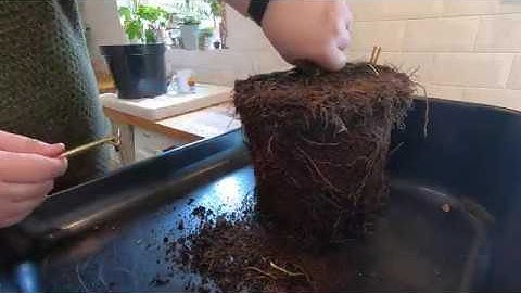 Episode 1 - Lawsons Cypress Bonsai Work - Severely root bound