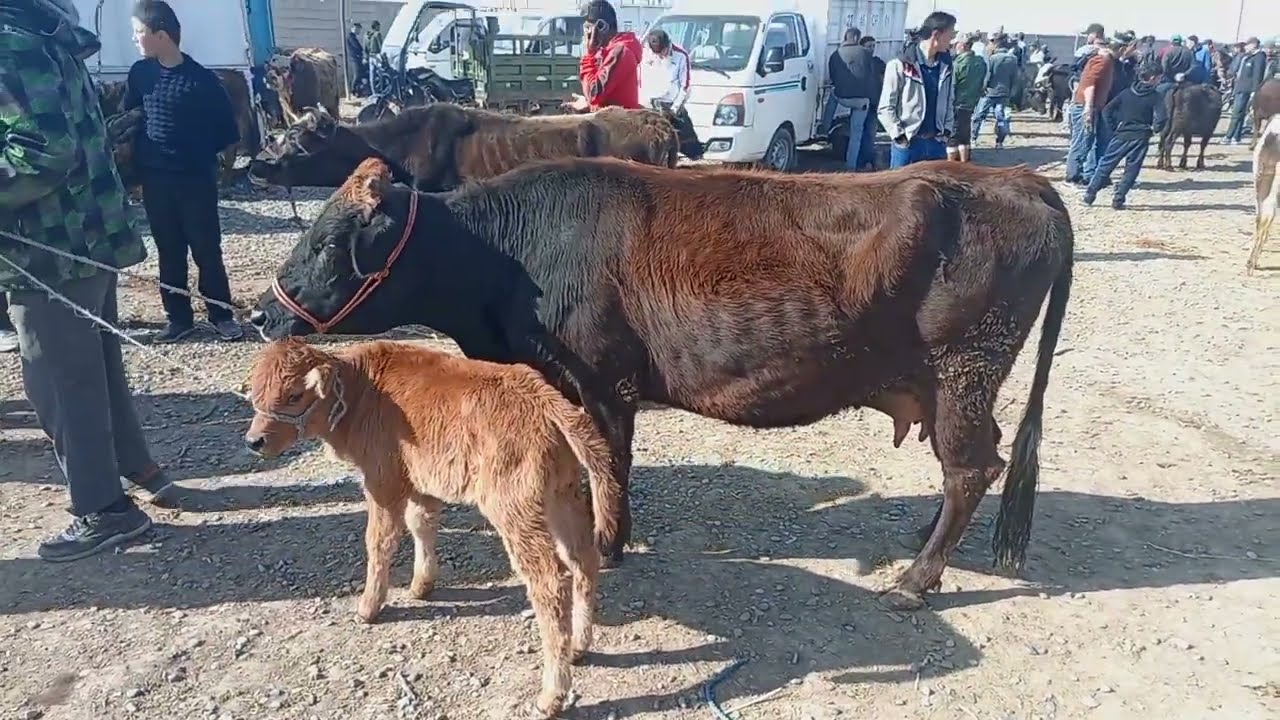 ЯКШАНБЕ БОЗОРИ НОХЯИ ФАРХОР ДАР РАФТИ САВДО КАРОРДОРЕМ