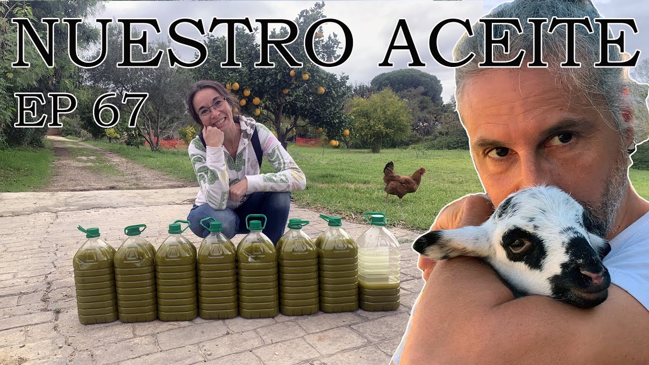 Cosechamos y molemos 300 Kg de aceitunas y sacamos 7 garrafas de nuestro propio aceite. El 67.