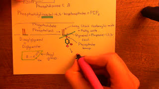 The Gq Pathway and Palmitoylation of IP3 Receptors Part 1