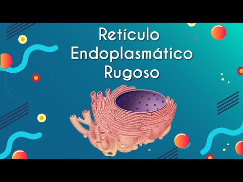 Vídeo: O retículo endoplasmático rugoso sintetiza lipídios?