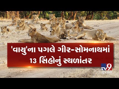 Cyclone Vayu : 13 lions shifted to safe place, Gir-Somnath | Tv9GujaratiNews