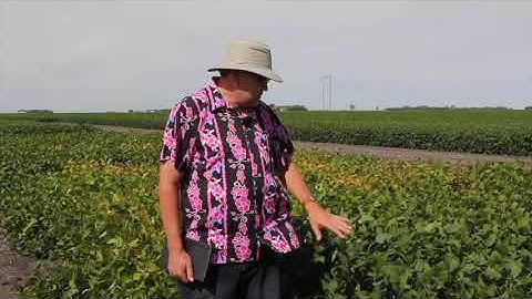 Soybean School: The method behind maturity ratings (and at what stage is it okay to get frost?)