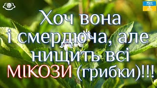 Хоч вона і смердюча, але нищить всі МІКОЗИ (грибки)!!!