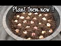 HOW TO PLANT ASIATIC LILY BULBS/asiatic lily care after blooming part 4/