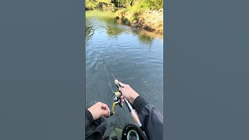 Câu lure cá mương #lurefishing #hunght1890