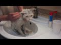 Как отмыть белого кота от мазута