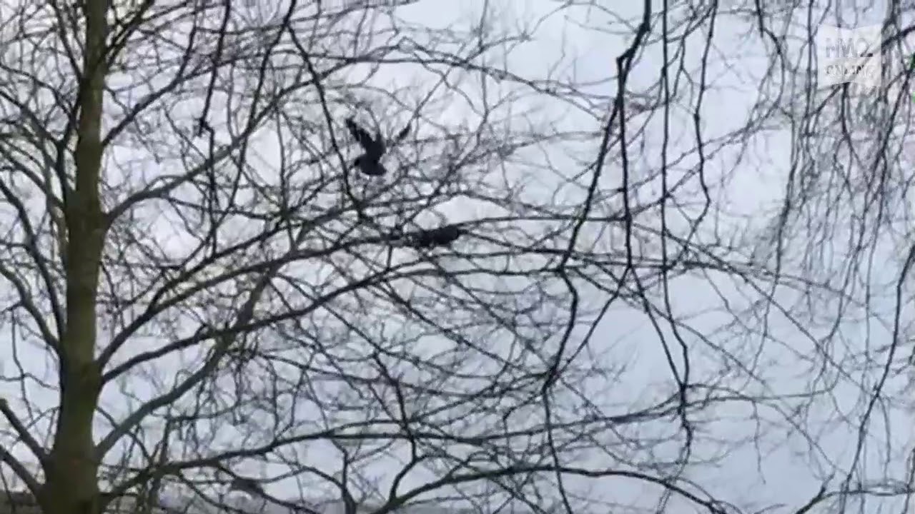 Jever Saatkrähen Bauen Weniger Nester Youtube