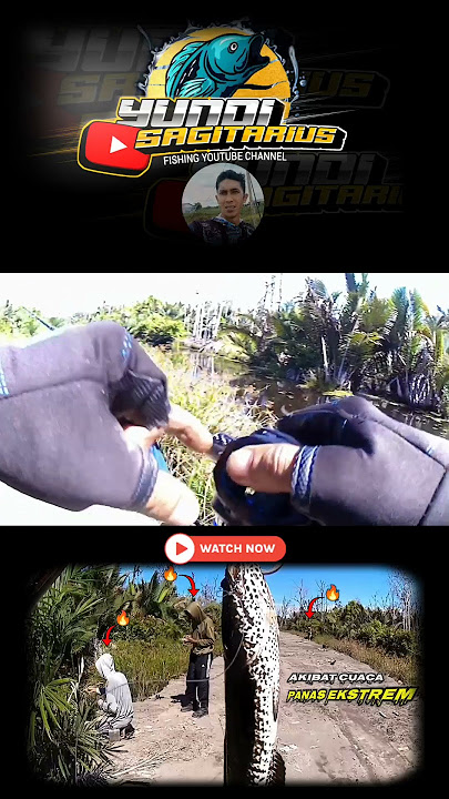 Walau pun ikan gabusnya kurang ganas tapi tetap ada poinnya casting gabus di cuaca panas ekstrem