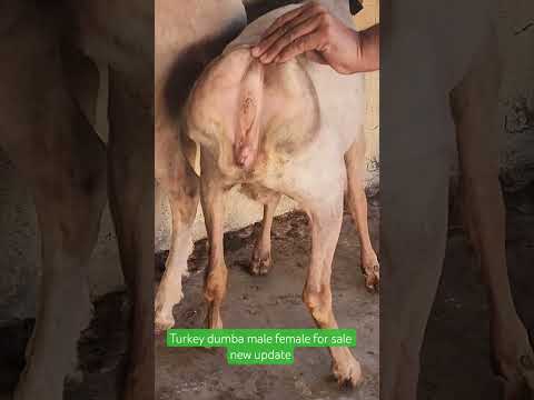Turkey dumba male female for sale new update#viral #govandi #mumbai