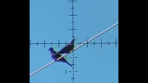 Airgun Hunting Pest Control | Hunting Birds (Bird Hunting With Air Rifle) hunting #birdhunting