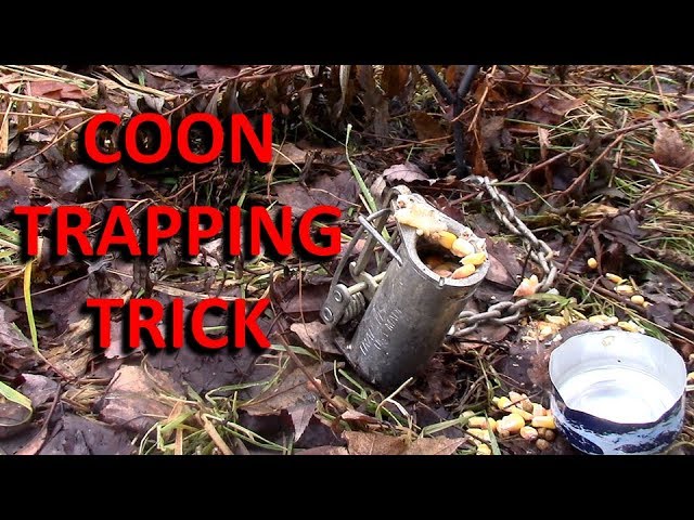 COON CRACK, raccoon Dog Proof Trap lure nails raccoons all over the county  in any temp, a real money maker!