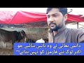 دانش بھائی کے فارم کا مکمل ٹور – ہیوی دودھ دینے والی گائے بھینس بکریاں