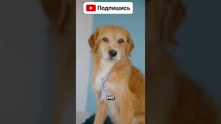 Как пьют кошки и собаки? #фактчек #фактомер #интересныефакты #животные #наука #кошки #собаки  #шортс