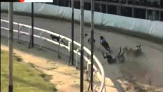Industrialised cruelty at Romford greyhound stadium