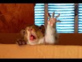 Adorable baby squirrel wakes up to say hi and then goes back to bed - Jerry Squirrel