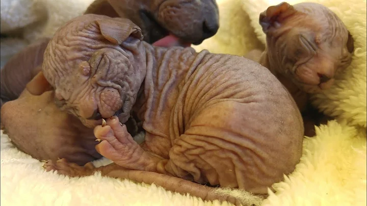 Watch the video about Lovely Newborn Baby Kittens🤗14 Days After Birth | Soo Little | To Cute | Don Sphynx | ASMR