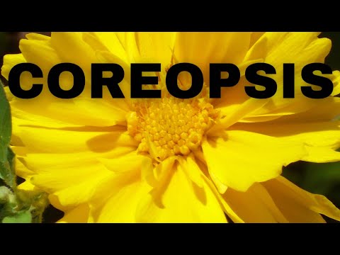 Video: Coreopsis Nebo Pařížská Kráska