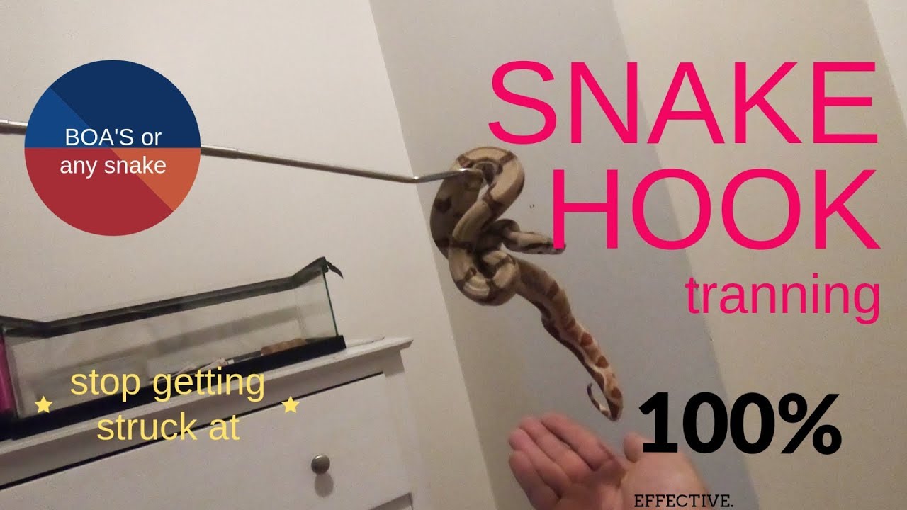 camera iphone 8 plus apk Snake Hook Training