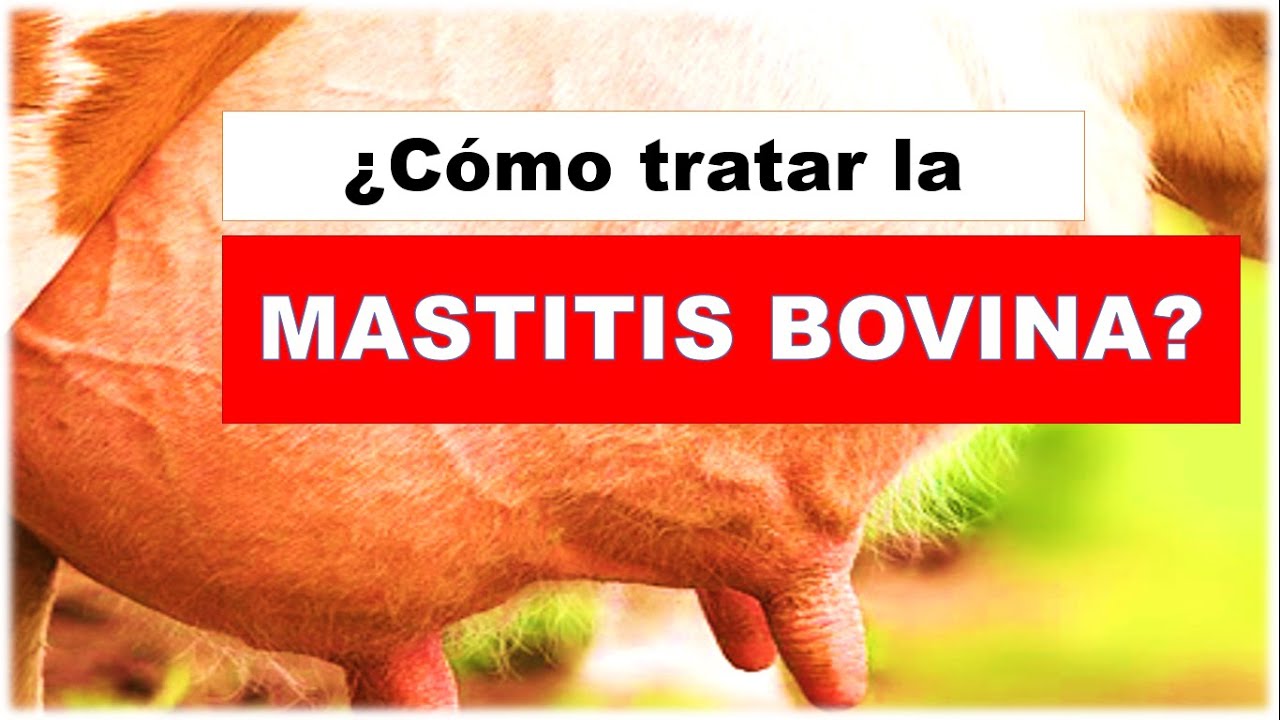 Mastitis Bovina