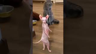 This Lowkey Gives Me Kid Vs Kat Vibes