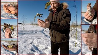 Ловля певчих птиц. Щеглы, реполовы, зеленушки. Ловля певчих птиц. Щеглы, реполовы, зеленушки.