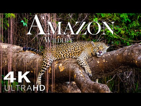 4K में अमेज़न वन्यजीव - जंगल को बुलाने वाले जानवर होम | अमेज़न वर्षावन | दिल संगीत