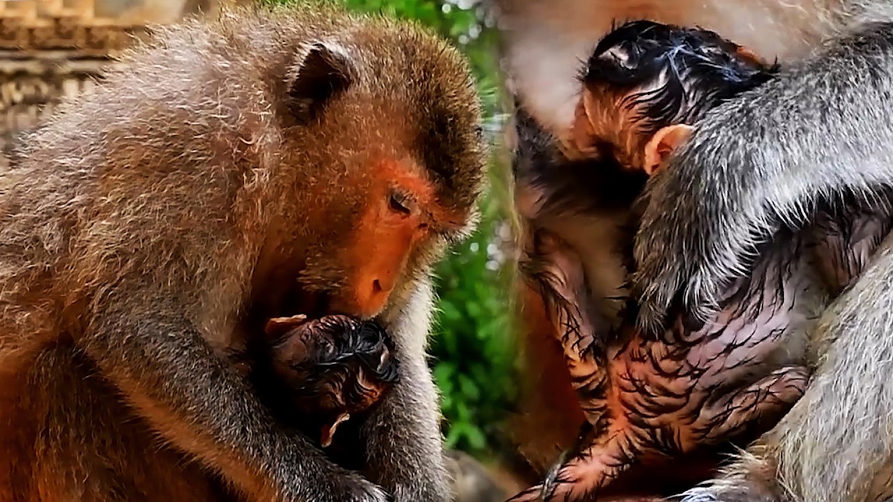 Adorable Wildlife Old Mommy Monkey Looks Very Nice To Take Care Of Baby