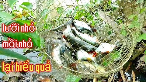 Câu Cá Mè Vinh / Câu Cá Dảnh / Ở Sông Nhỏ / Cách Câu Cũ Cộng Với Bài Mồi Lại Bội Thu