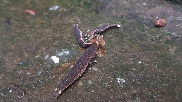 Firefly Larva Eating Slug - മിന്നാമിനുങ്ങിൻ്റെ  ലാർവ