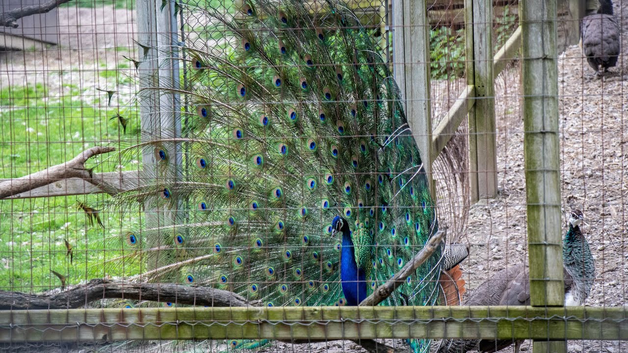 High Park Zoo in Toronto gets you up close to cute animals YouTube