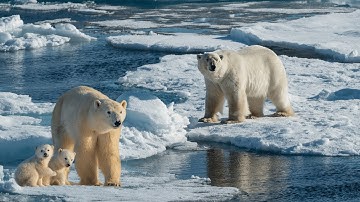 Gấu bắc cực và cuộc chiến sinh tồn ở vùng băng giá | Động vật hoang dã