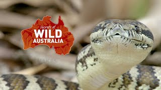 Тайны дикой природы Австралии Змеи