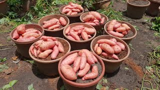 When to harvest my sweet potatoes in pot