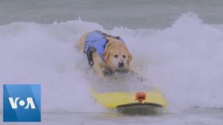 Dogs Catch Waves in World Dog Surfing Championship