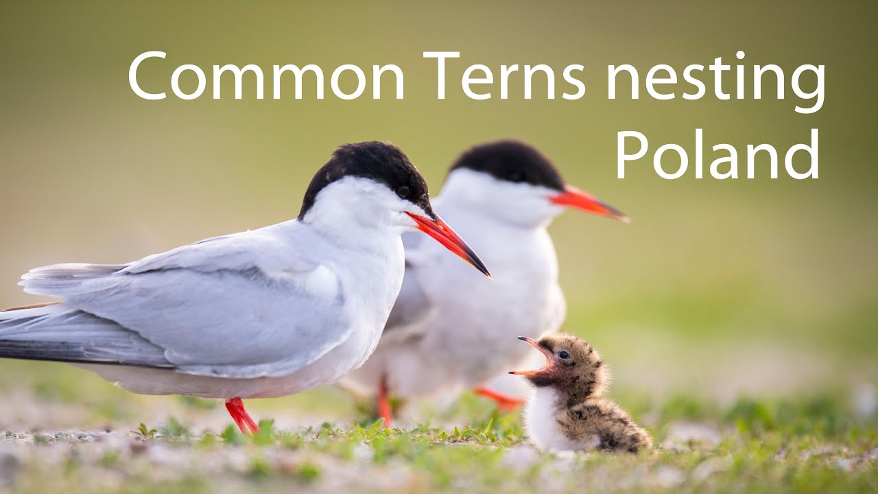 Common Tern nesting. Poland 