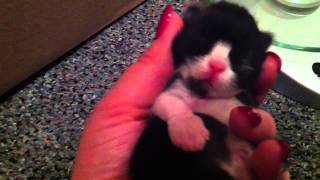 Introducing Persian Kitties by Shaylee S 25 views 10 years ago 2 minutes, 23 seconds