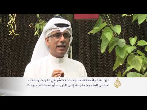 الزراعة المائية.. تقنية جديدة في الكويت
