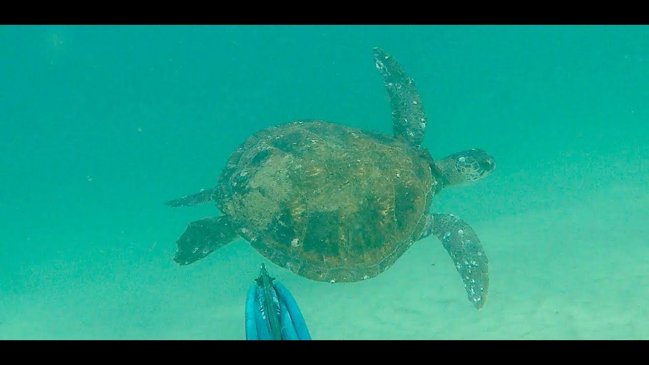 Turtle shows up in Shoal Bay while spearfishing ~ Nelson Bay