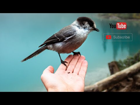 the peak#hongkong #hikingadventures the peak#hongkong #hikingadventures