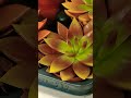🏵️Plants🏵️#echaveria #plant #flowers #natural #love #shortvideo #shorts