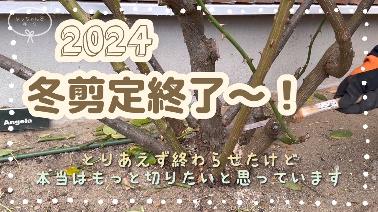【バラの冬剪定】ピエール、アンジェラ、レオナルドダヴィンチなど10株の冬剪定、頑張りました！