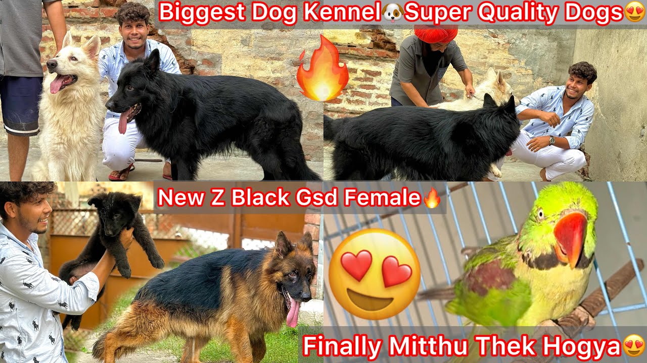 Sabhi Top Quality Dog Kennel Par Gye🐶New ZBlack Gsd Puppy Lena😍Peor White Gsd🔥|| Mitthu Thek Hogya🦜 